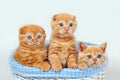 Three red kittens Royalty Free Stock Photo