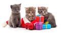 Three red kittens in the hat Santa Royalty Free Stock Photo