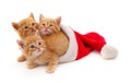 Three red kittens in the hat Santa Royalty Free Stock Photo