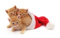 Three red kittens in the hat Santa. Royalty Free Stock Photo