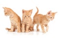 Three red kittens Royalty Free Stock Photo