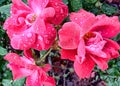 Three red Knock Out rose blossoms with dew Royalty Free Stock Photo