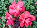 Three red Knock Out rose blossoms with dew Royalty Free Stock Photo