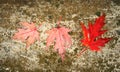 Three red leaf lies on a wet road. Royalty Free Stock Photo