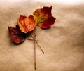 Three red leaves. Royalty Free Stock Photo
