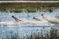 Three red lechwe splashing through shallow river Royalty Free Stock Photo