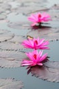 Three red lotus Waterlily floating in a pond