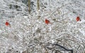 Three red male Cardinals perch in snowy bush.