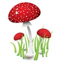 Three red mushrooms