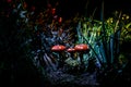 Mushroom. Fantasy Glowing Mushrooms in mystery dark forest close-up. Amanita muscaria, Fly Agaric in moss in forest. Magic mushroo Royalty Free Stock Photo