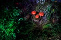 Mushroom. Fantasy Glowing Mushrooms in mystery dark forest close-up. Amanita muscaria, Fly Agaric in moss in forest. Magic mushroo Royalty Free Stock Photo