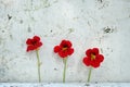 Three red nasturtium flowers on dirty rustic white background. Minimalistic creative composition with copy space Royalty Free Stock Photo