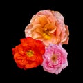 Three red orange pink rose blossoms in vintage painting style on black background Royalty Free Stock Photo