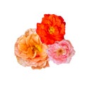 Three red orange pink rose blossoms in vintage painting style on white background Royalty Free Stock Photo