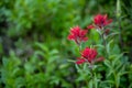 Three Red Paintbrush Flowers Bloom Royalty Free Stock Photo