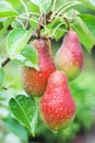 Three Red Pears on a background of green foliage