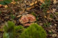 Three red pine mushrooms