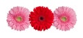 Three red and pink gerbera flowers on white background isolated close up, gerber flower pattern, decorative floral border Royalty Free Stock Photo
