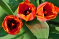 Three red pink tulip flowers blooming, blurry green leaves background Royalty Free Stock Photo