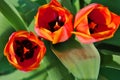 Three red pink tulip flowers blooming, blurry green leaves background, top view Royalty Free Stock Photo