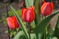 Three red pink tulip flowers blooming,  blurry  green leaves background Royalty Free Stock Photo