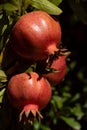 Three red pomegranates ripen on a pomegranate tree. In the background some leaves and shadows from the sun. The apples glow in the Royalty Free Stock Photo