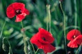 Three red popies on contrast green muted background