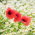 Three red poppies in a flower meadow Royalty Free Stock Photo