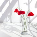 Three red poppy flowers in glass vase with water on white table with contrast sun light and curly shadows close up Royalty Free Stock Photo