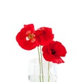 Three red poppies flowers on white table with contrast sun light and shadows and wine glass with water close