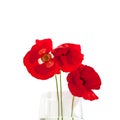 Three red poppies flowers on white table with contrast sun light and shadows and wine glass with water close up