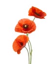 Three red poppies isolated on white background Royalty Free Stock Photo