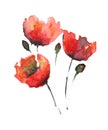 Three red poppies with stems isolated on a white background.