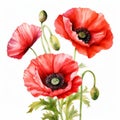 Realistic Watercolor Illustration Of Red Poppies