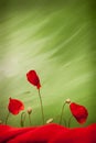 Three red poppy flowers and buds