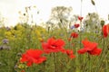 Three red poppy flowers closeup in a field margin in the dutch countryside in springtime Royalty Free Stock Photo