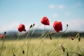 Three red poppy flowers with thin legs, small stalks against the background of clear blue spring sky Royalty Free Stock Photo