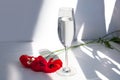 Three red poppies flowers on white table with contrast sun light and shadows and wine glass with water close Royalty Free Stock Photo