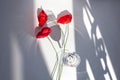 Three red poppy flowers on white table with contrast sun light and shadows and wine glass with water closeup top view Royalty Free Stock Photo