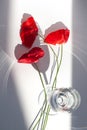 Three red poppy flowers on white table with contrast sun light and shadows and wine glass with water closeup top view Royalty Free Stock Photo