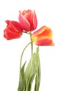 Three red flowers tulip isolated on a white background Royalty Free Stock Photo