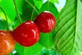 red ripe sweet sweet cherries hang on a branch on a blurred background from green leaves Royalty Free Stock Photo
