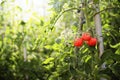 Three red ripe tomatoes hanging on a branch of a green plant in the orchard. Sun light at sunset time. Royalty Free Stock Photo