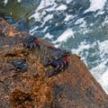 Three red rock crabs grapsus adscensionis sitting on the rock near the ocean - Image Royalty Free Stock Photo