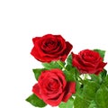 Three red rose flowers in a corner Royalty Free Stock Photo