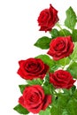 Three red rose flowers in a corner Royalty Free Stock Photo