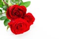 three red roses Royalty Free Stock Photo