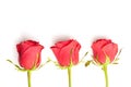 Three red roses Royalty Free Stock Photo