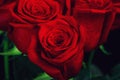 Three red roses Royalty Free Stock Photo