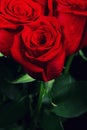 Three red roses. Royalty Free Stock Photo